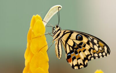 Mariposa Enterprises
