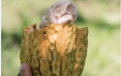 Maya Mountain Cocoa