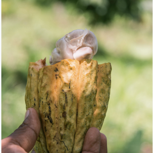 Maya Mountain Cocoa