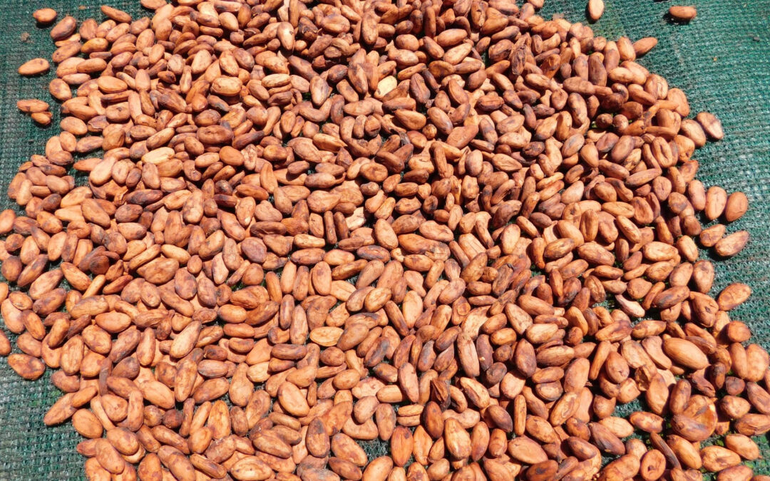 Cacao Fiji